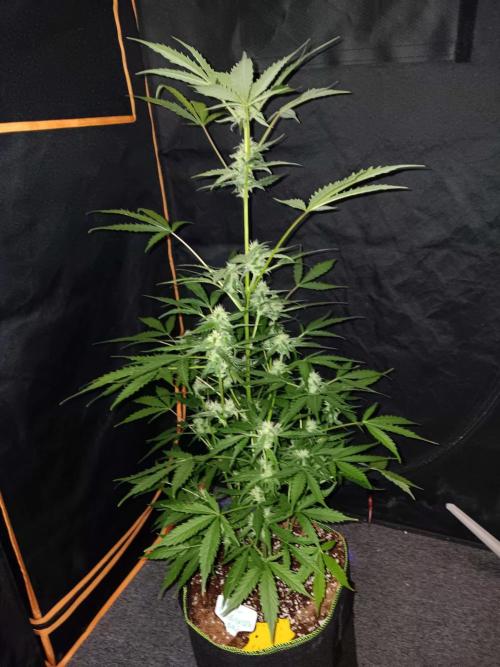 Bluematic Auto 2. Week 8