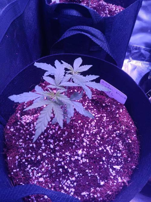 JVK  KUSH Auto 1. Week 4