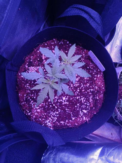 JVK  KUSH Auto 1. Week 4