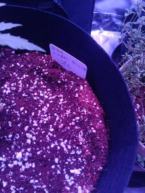 JVK  KUSH Auto 1. Week 4