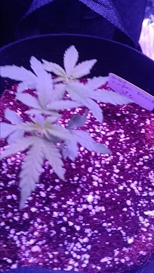 JVK RQS ROYAL KUSH Auto 1