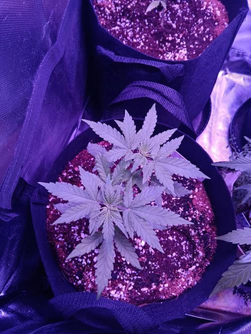 JVK  KUSH Auto 1. Week 5