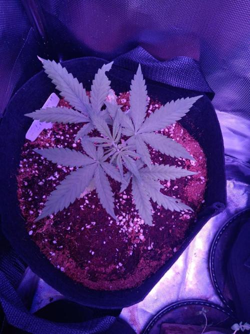 JVK  KUSH Auto 1. Week 5
