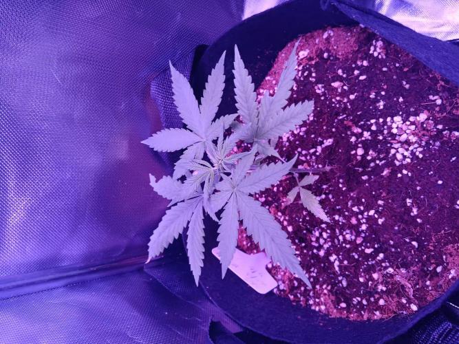 JVK  KUSH Auto 1. Week 5