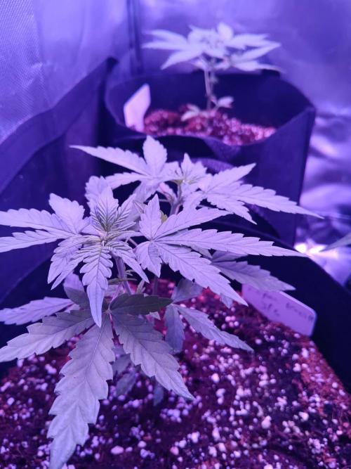 JVK  KUSH Auto 1. Week 5