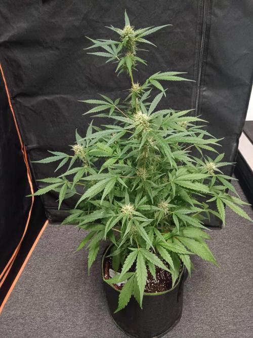 Amnesia Haze Auto 1. Week 8