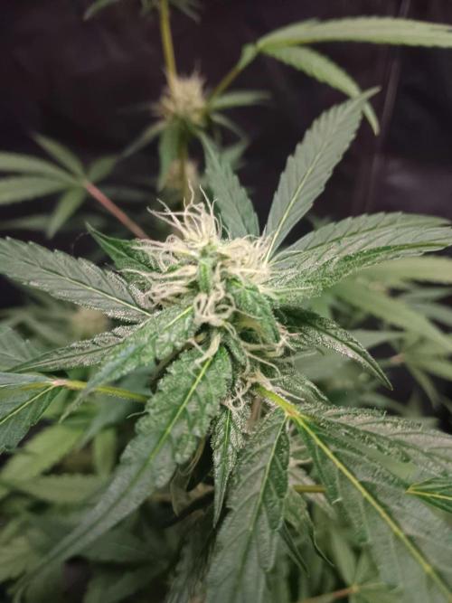 Amnesia Haze Auto 1. Week 8
