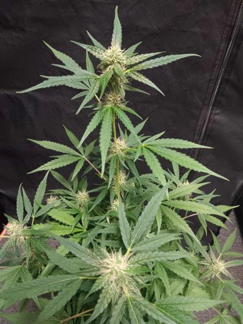 Amnesia Haze Auto 1. Week 8