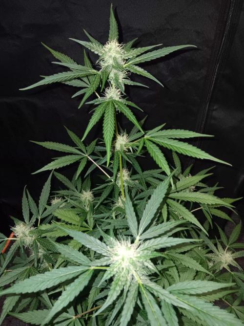 Amnesia Haze Auto 1. Week 8