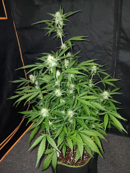 Amnesia Haze Auto 1. Week 8