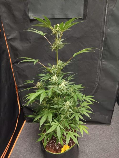 Bluematic Auto 2. Week 9