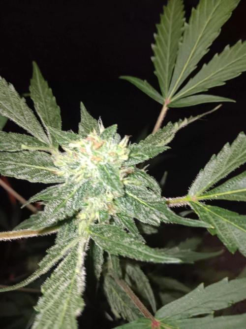 Bluematic Auto 2. Week 9