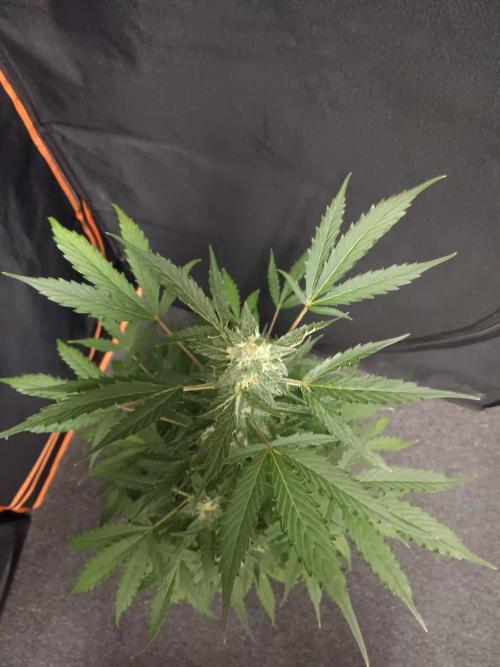 Bluematic Auto 2. Week 9