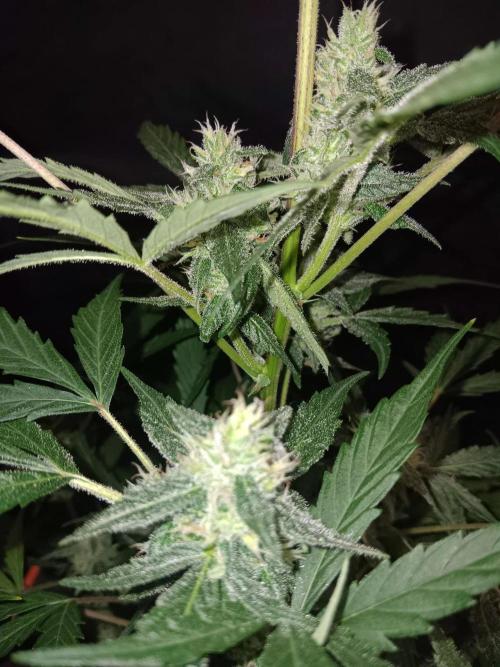 Bluematic Auto 2. Week 9