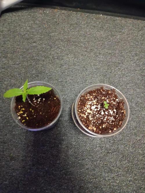 JVK Grow Royal Kush2. Week 0