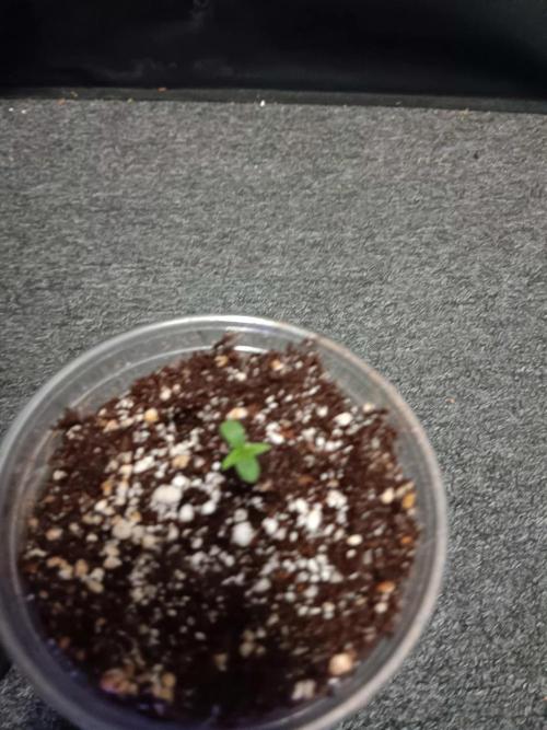 JVK Grow Royal Kush2. Week 0