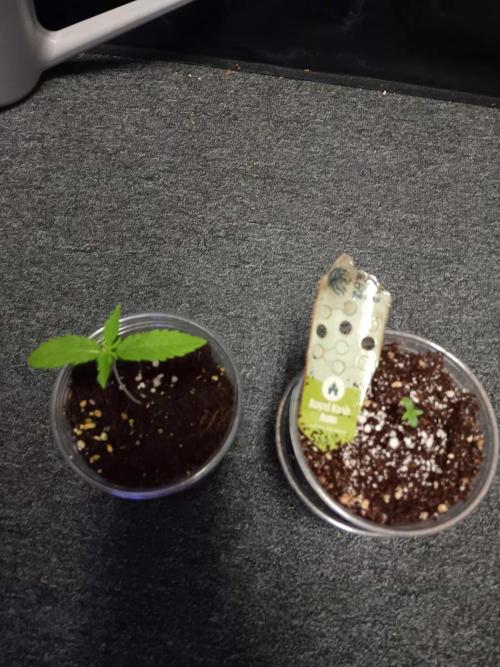 JVK Grow Royal Kush2. Week 0