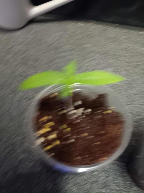 JVK Grow Royal Kush2. Week 0
