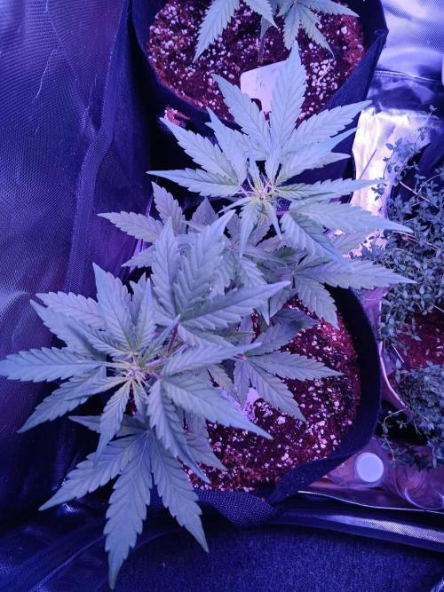 JVK  KUSH Auto 1. Week 6