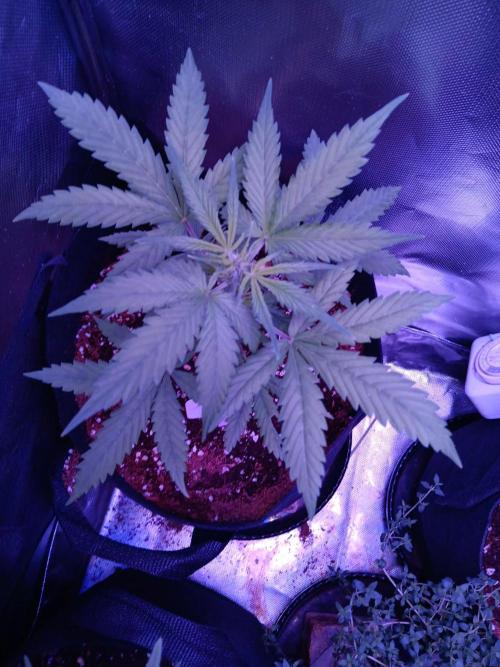 JVK  KUSH Auto 1. Week 6