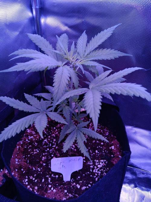 JVK  KUSH Auto 1. Week 6