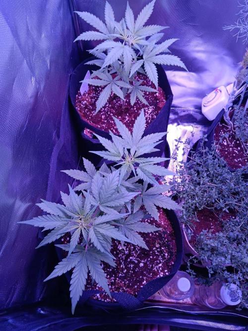 JVK  KUSH Auto 1. Week 6