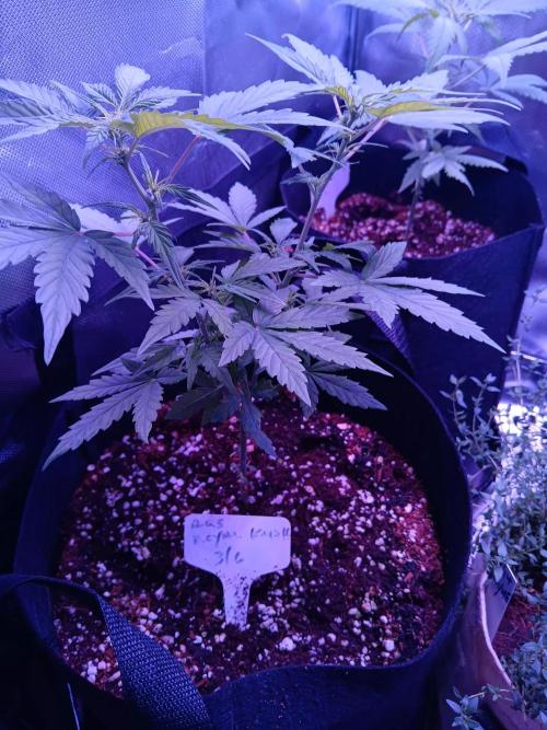 JVK  KUSH Auto 1. Week 6
