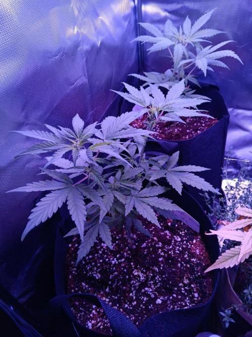JVK  KUSH Auto 1. Week 6
