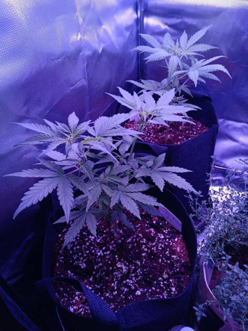 JVK  KUSH Auto 1. Week 6