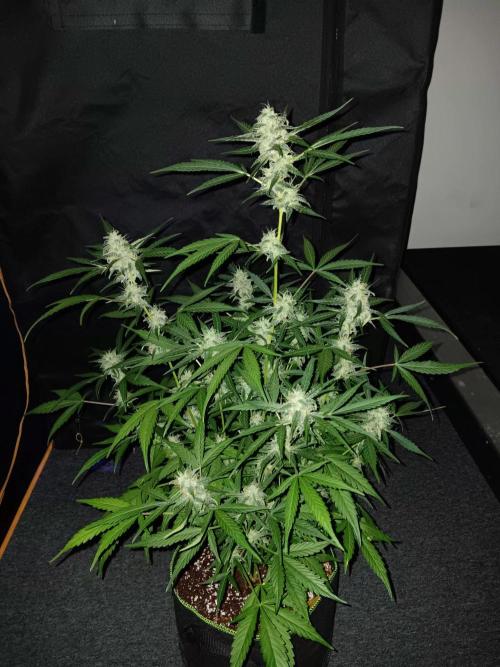 Amnesia Haze Auto 1. Week 9