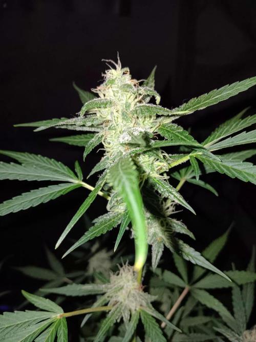 Amnesia Haze Auto 1. Week 9