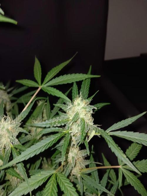 Amnesia Haze Auto 1. Week 9