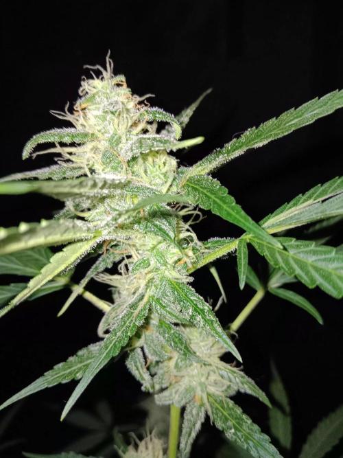 Amnesia Haze Auto 1. Week 9