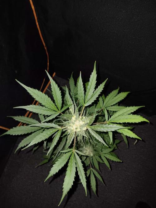 Bluematic Auto 2. Week 10