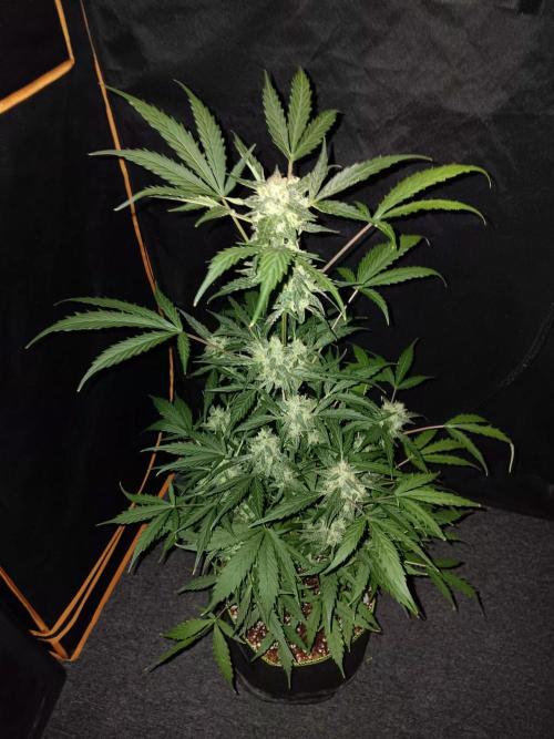 Bluematic Auto 2. Week 10