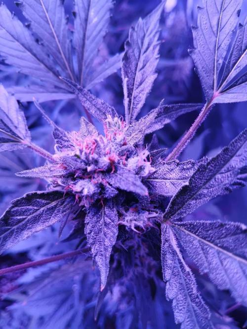 Bluematic Auto 2. Week 10