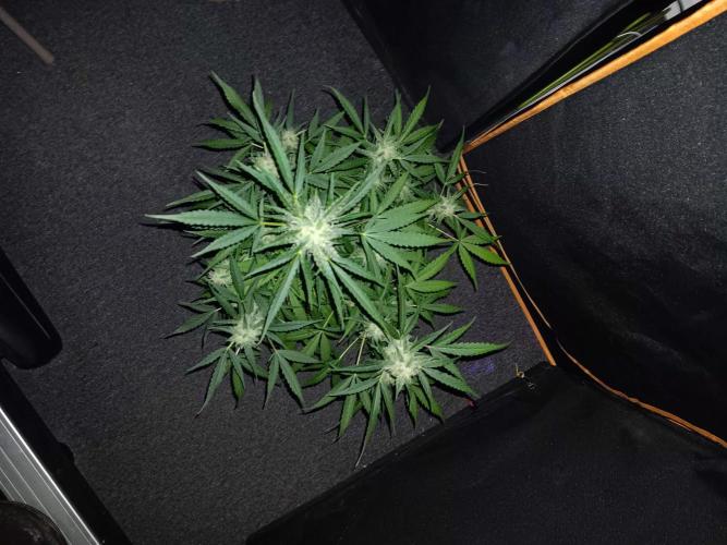 Bluematic Auto 2. Week 10
