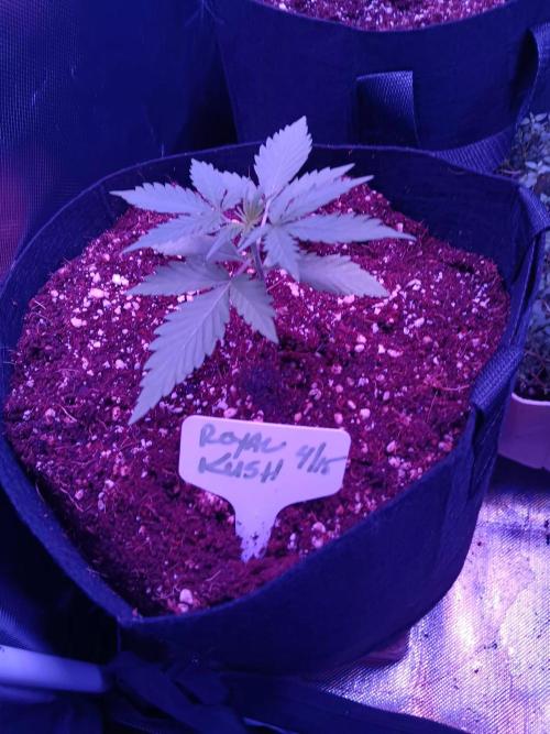 JVK Grow Royal Kush2. Week 2