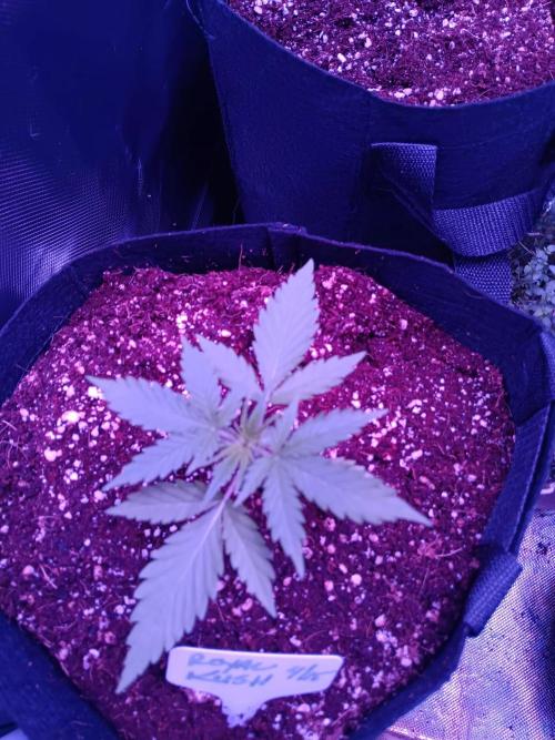 JVK Grow Royal Kush2. Week 2