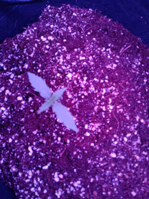 JVK Grow Royal Kush2. Week 2