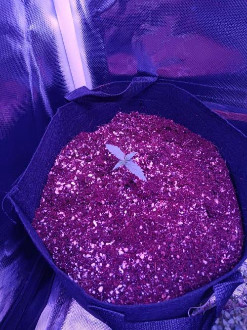 JVK Grow Royal Kush2. Week 2