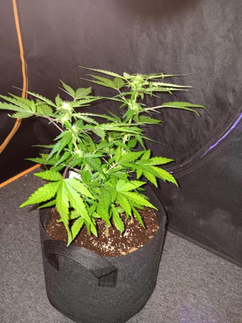 Bluematic Auto 2. Week 11