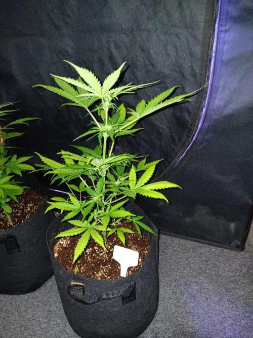 Bluematic Auto 2. Week 11