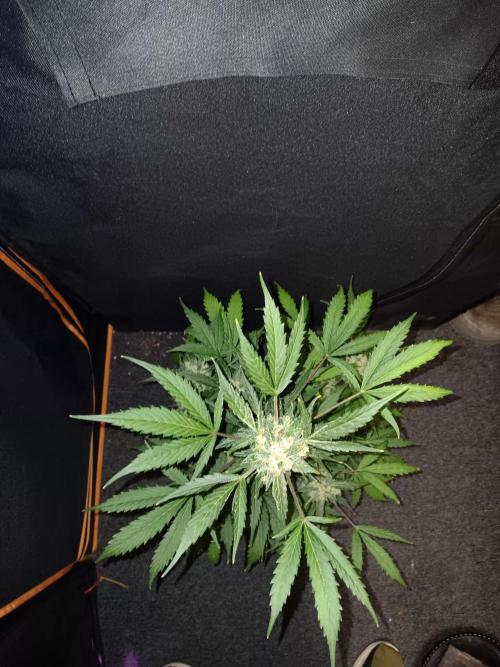 Bluematic Auto 2. Week 11