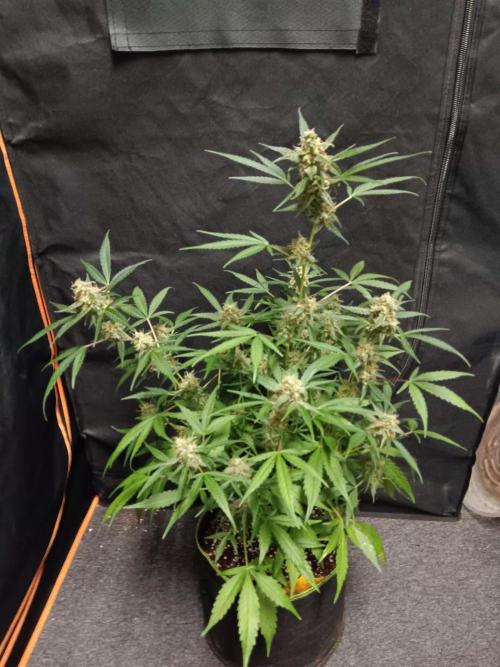 Amnesia Haze Auto 1. Week 10