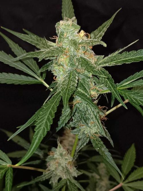 Amnesia Haze Auto 1. Week 10