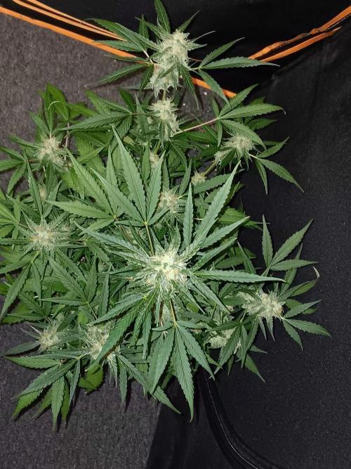 Amnesia Haze Auto 1. Week 10
