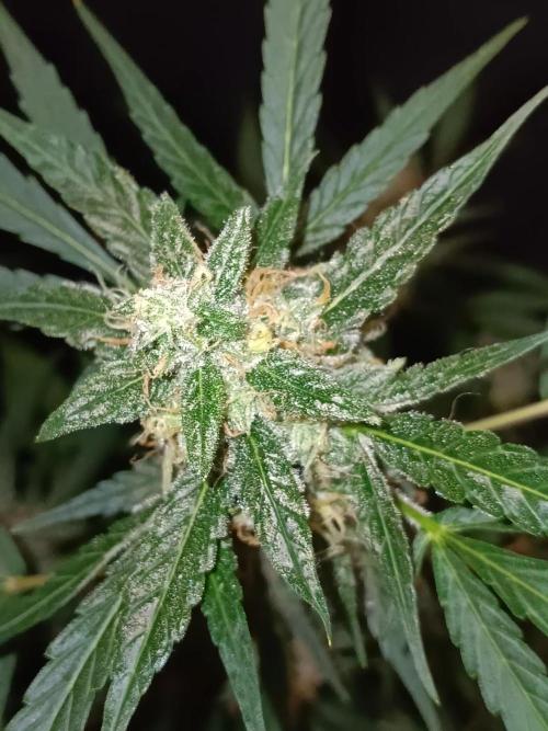 Amnesia Haze Auto 1. Week 10