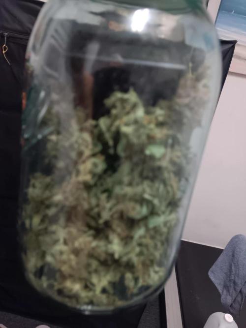 Amnesia Haze Auto 1. Week 11