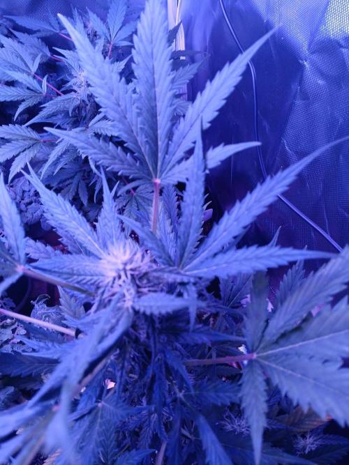JVK  KUSH Auto 1. Week 7